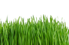 Isolated Green Grass On White Background