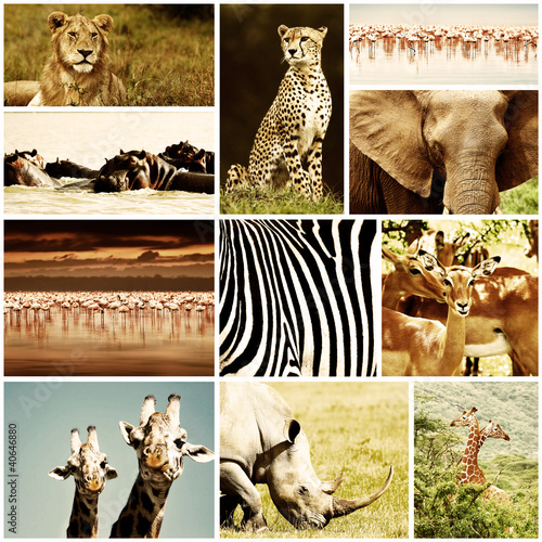 Foto-Vinylboden - African Animals Safari Collage (von Anna Om)