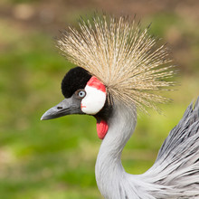 A Crowned Crane