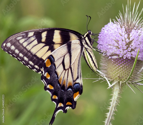 Tapeta ścienna Żółty swallowtail motyl