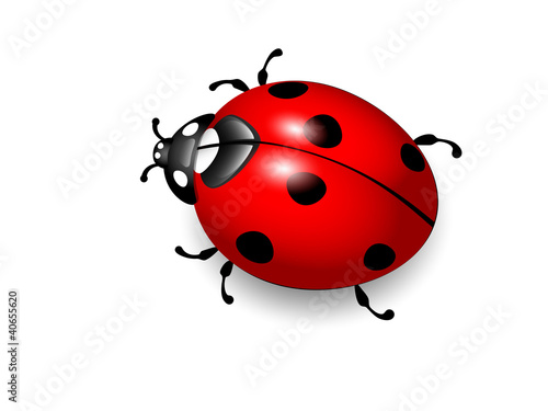 Tapeta ścienna na wymiar Ladybird. Vector eps10 illustration of ladybug on white