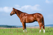Chestnut Bavarian horse standing in meadow.