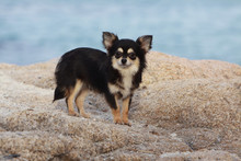 Chihuahua à Poil Long Sur Le Rocher