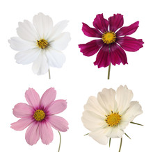 Collection Of Four Cosmos Daisies Isolated On White Background