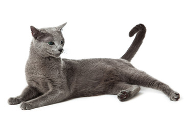 Poster - Russian Blue cat on white .