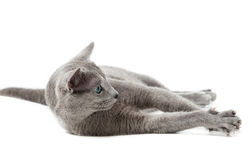 Russian Blue cat on white .