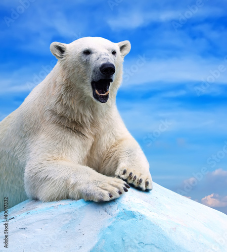 Fotoboard na płycie Niedźwiedź polarny