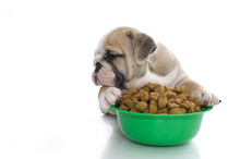 English Bulldog Puppy With Dry Food