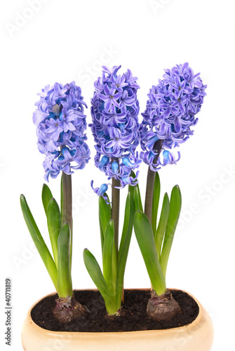 Tapeta ścienna Niebieskie hyacinthes