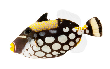 Wall Mural - marine fish clown triggerfish  isolated on white background