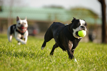 Two French Bulldog playing fetch in a park