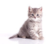 © zaretska - funny little grey kitten