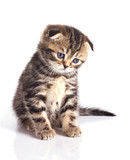 Fototapeta Tulipany - sad little kitten