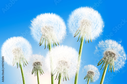Board z aluminiowym obramowaniem Dandelions na niebieskim tle nieba