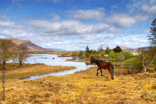 irlandzki-kon-w-gorach-connemara