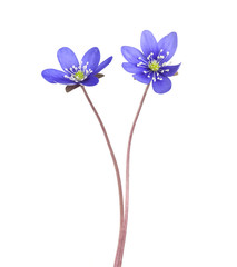 Wall Mural - Liverleafs, hepatica nobilis isolated on white background