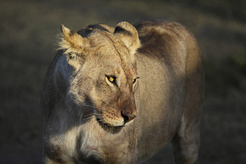 Lioness