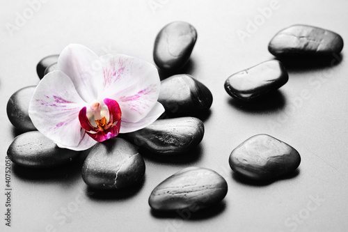 Plakat na papierze fotorealistycznym Orchidea