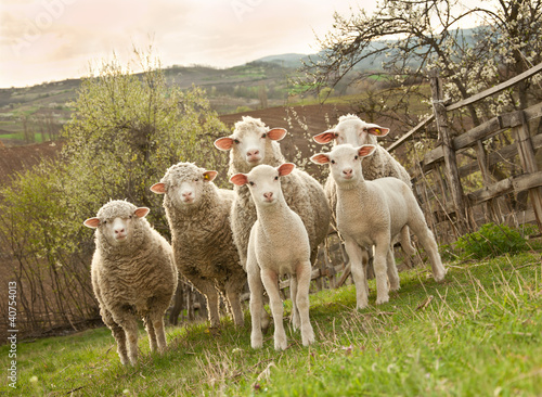 Foto-Kissen - Sheep and lambs on pasture (von Baronb)
