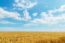 Field Of Wheat Under Cloudy Sky