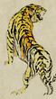 asian tiger