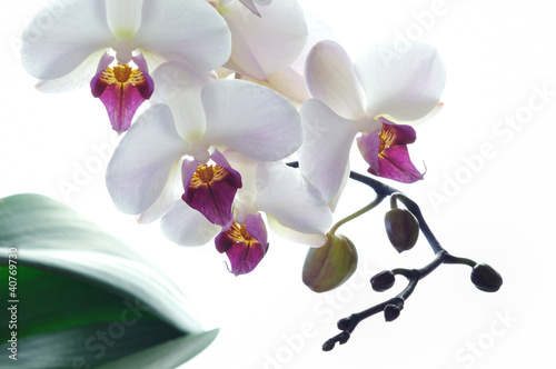 Obraz na płótnie canvas Biały kwiat orchidei na białym tle