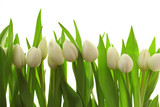Fototapeta  - Weiße Tulpen