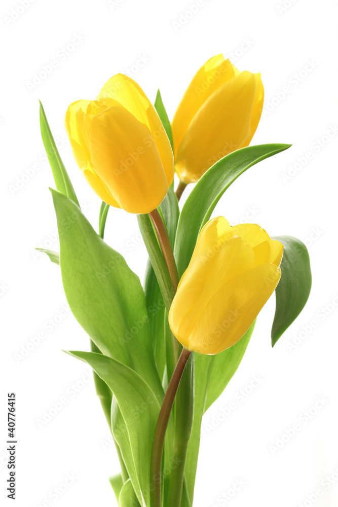 Yellow tulips - obrazy, fototapety, plakaty 