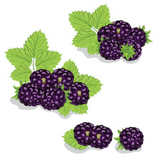 Berries Are Sweet Blackberry Closeup