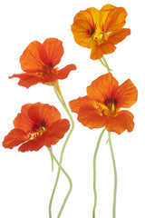 Wall Mural - nasturtium