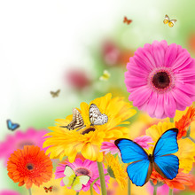 Gerber Flowers With Butterflies