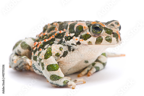 Board z aluminiowym obramowaniem Bufo viridis. 