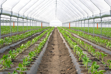 Seedings in greenhouse