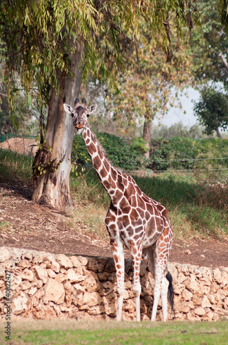 Obraz na płótnie canvas Żyrafa (giraffa camelopardalis) stoi pod drzewem