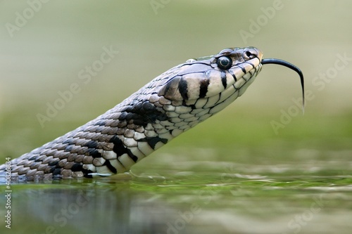Fotografía European grass snake swimming and feeling the air