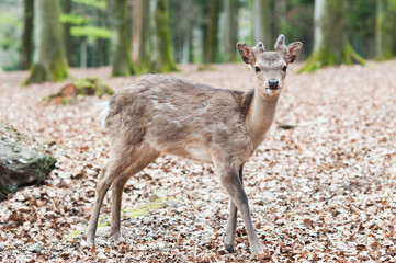 Wall Mural - cute young sika deer fawn