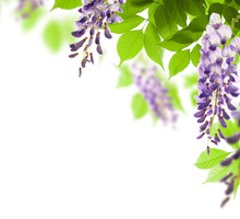 Green Leaves And Flowers Of Wisteria Background