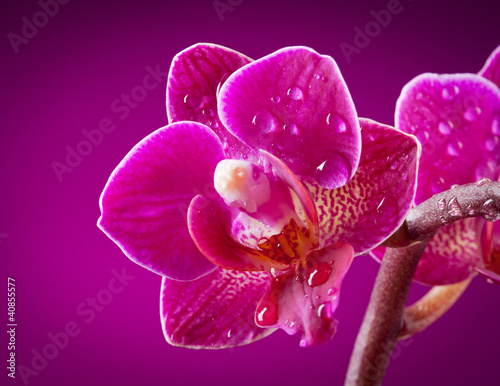 Obraz na płótnie canvas czteroczęściowy "tetraptyk" Mini orchidea na różowym tle