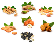 Big Collection Of Ripe Nuts  Vector
