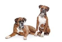 Two Plain Fawn Boxer Dogs