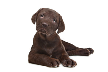 Wall Mural - Chocolate Labrador puppy