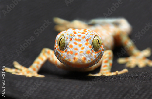 Fotoboard na płycie Gecko uśmiech na czarnym tle