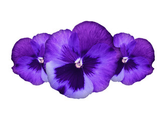 Poster - Purple pansy flowers