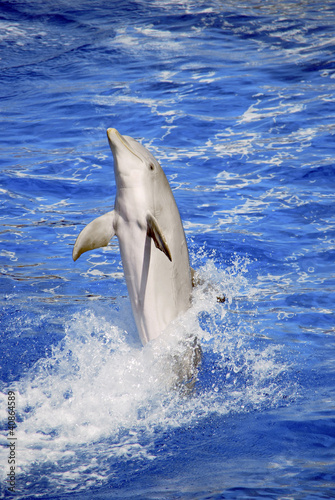 Board z aluminiowym obramowaniem Delfin