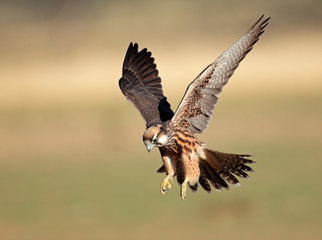 Wall Mural - lanner falcon landing