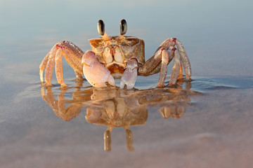 Wall Mural - Alert ghost crab (Ocypode ryderi) on the beach