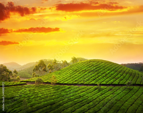 Tapeta ścienna Plantacja herbaty w munnar