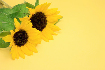 Wall Mural - sunflower