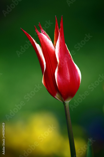Naklejki tulipany piekny-tulipan