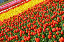 Colorful Tulip Rows